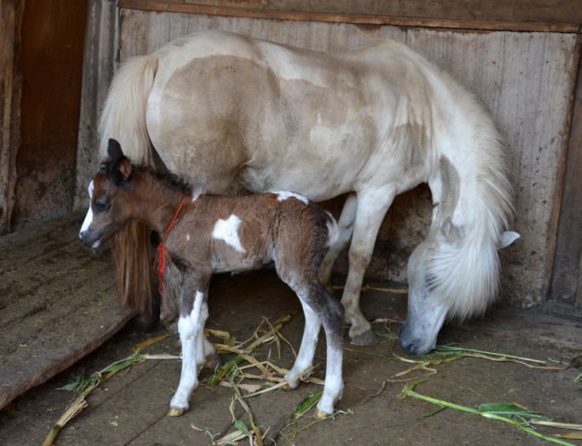 У мамы пони теперь есть дочурка-тихоня