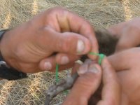 Охотники пополнили природные запасы фазана серебристого