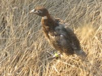 Охотники пополнили природные запасы фазана серебристого