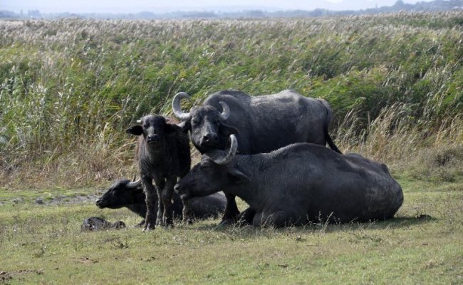 Из экопарка "Картал" вывезли черных водяных буйволов - где в Бессарабии их можно теперь увидеть