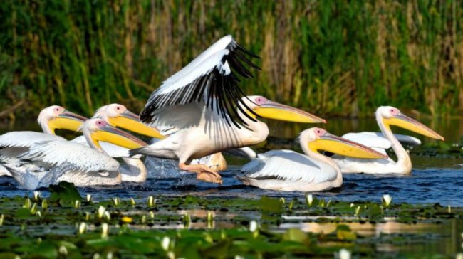 Пеликанов в дельту Дуная придумали привлекать с помощью искусственных макетов птиц