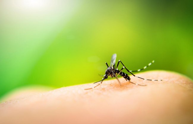 В Украине из-за глобального потепления может появиться малярия и другие инфекции – министр экологии