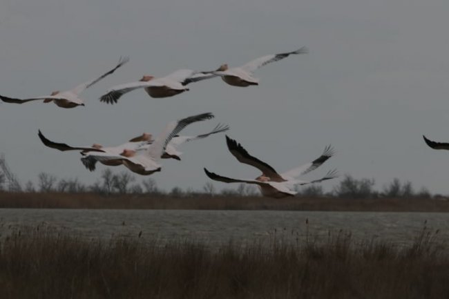В Тузловскую Амазонию после зимовки вернулись стаи розовых пеликанов